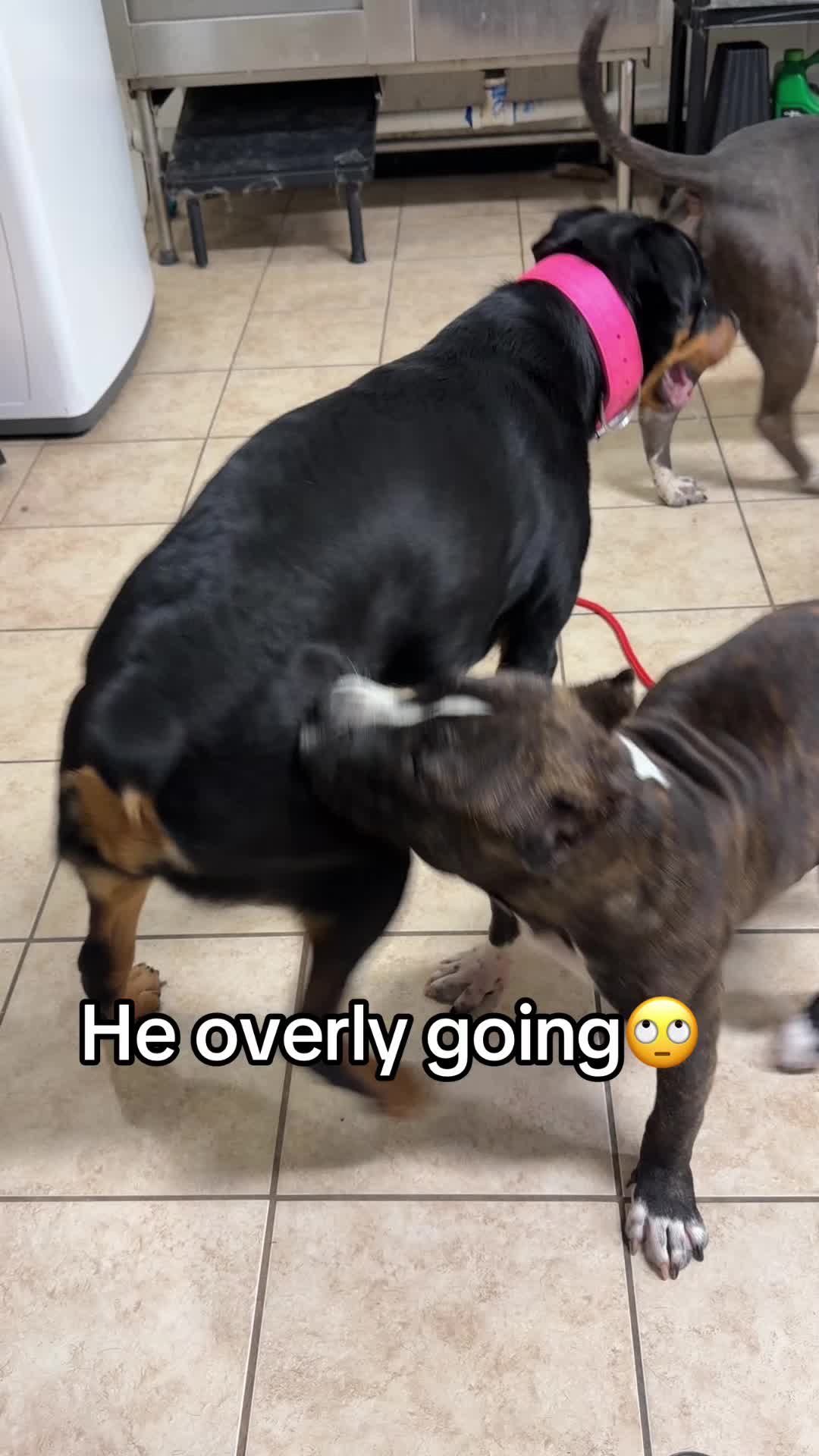 @builtbybullies