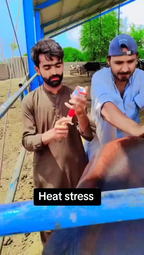 @Hayya Daires ٹوبہ Tts