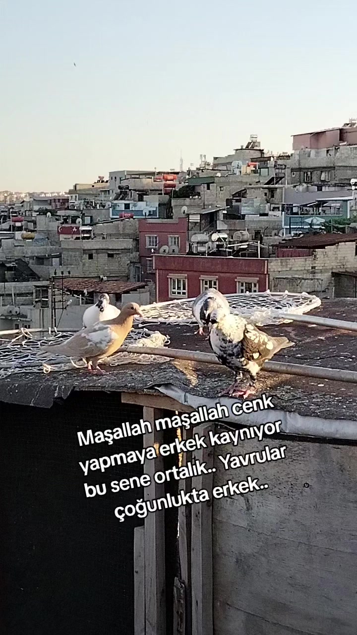 @Ertuğrul&Alparslan(Doktor)