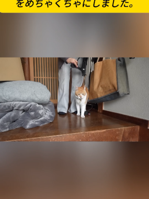@ねこびより