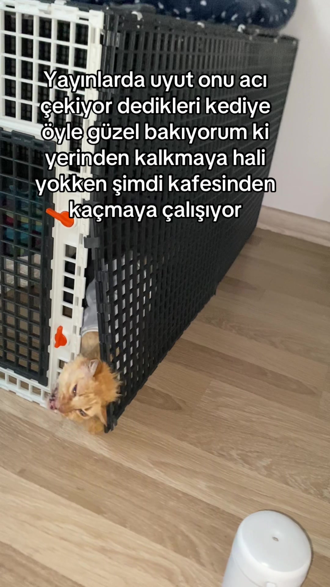 @yudummz_