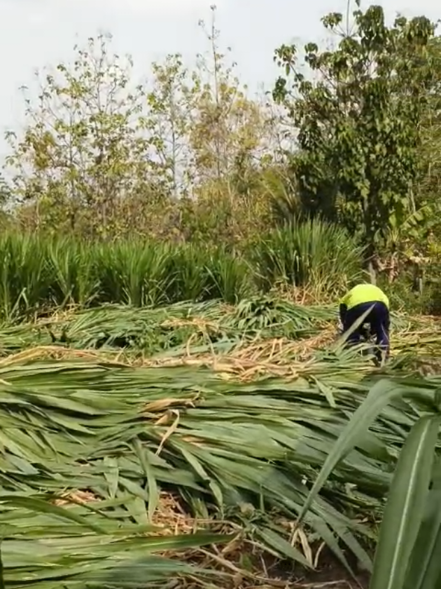 @MULYO JOYO FARM