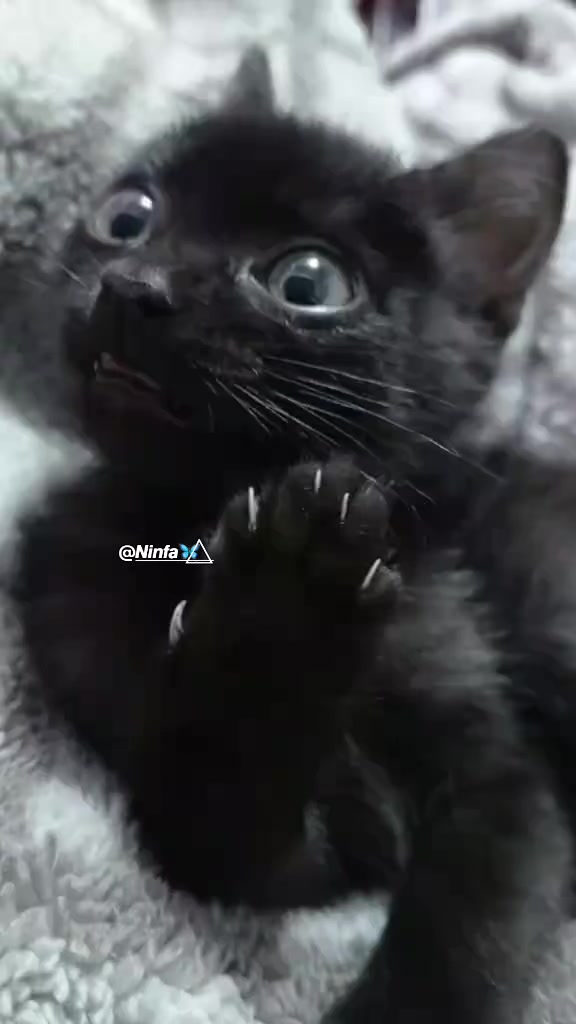 @𝙉𝙞𝙣𝙛𝙖  🦋⃤