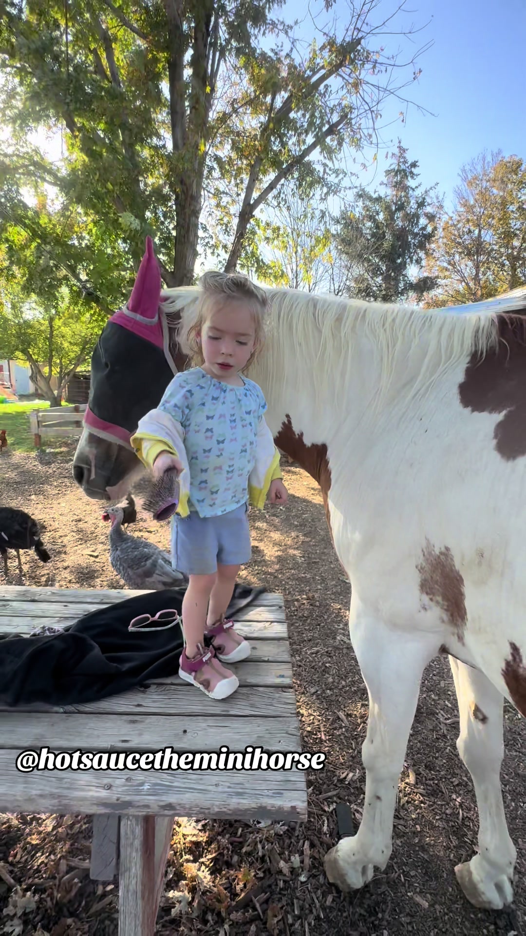 @Hot Sauce the Mini horse 🐎