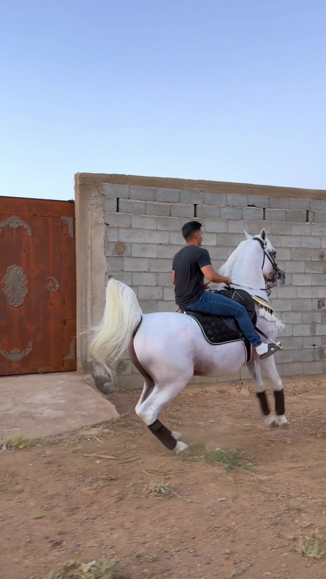 @ثـامر الشـلاش 🐎🤎.