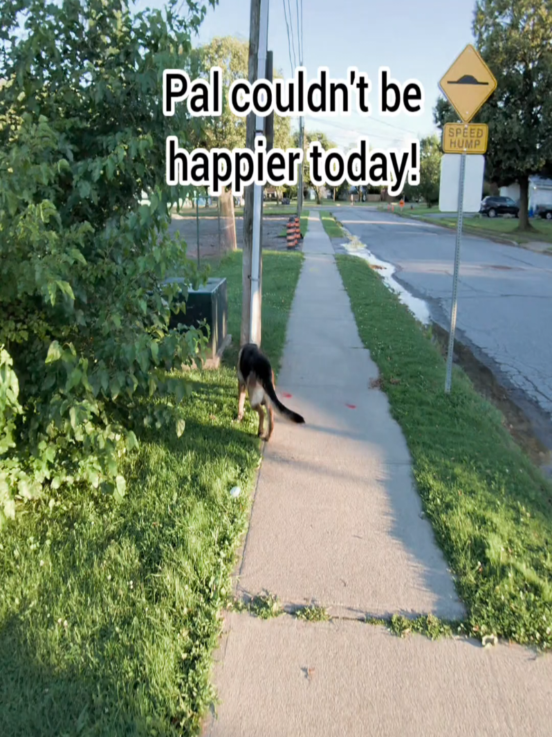 @BuddyandMikes Pal