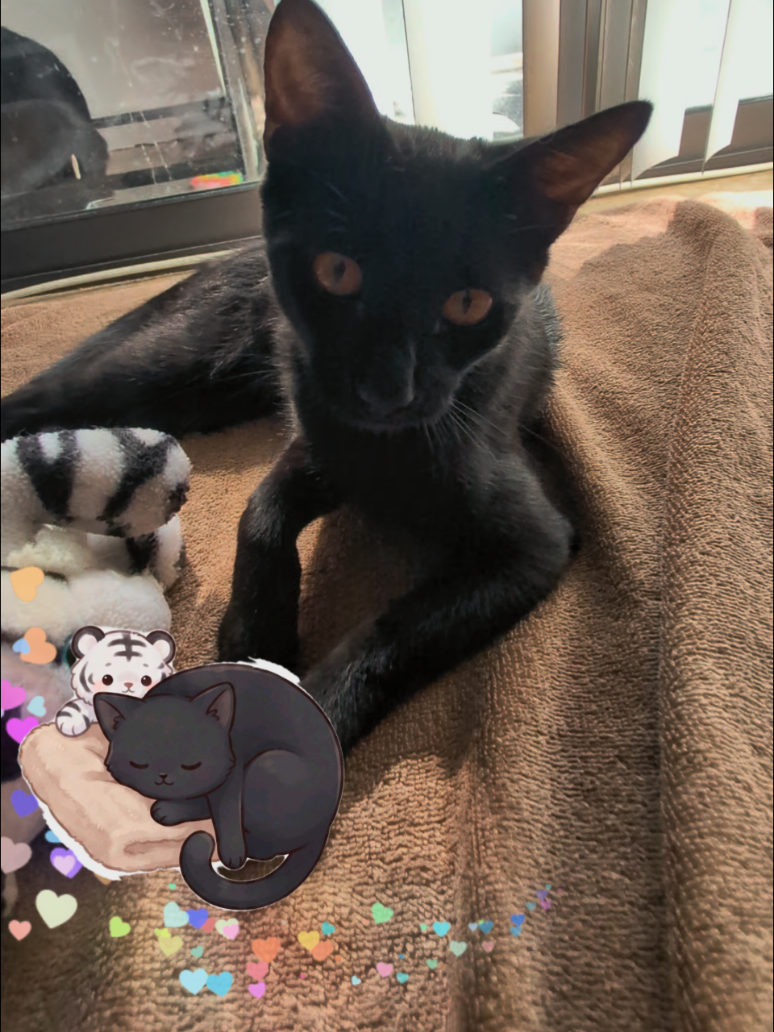 @RIEJ💘(&Phi;&omega;&Phi;)🐈️🐾👑