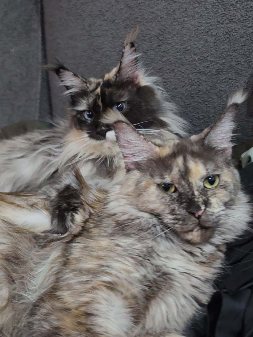 @Peaky Claws Cattery