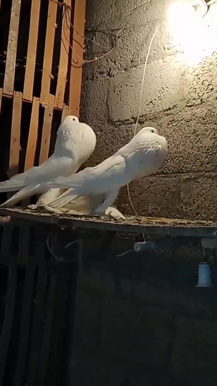 @quality.birds.ajk