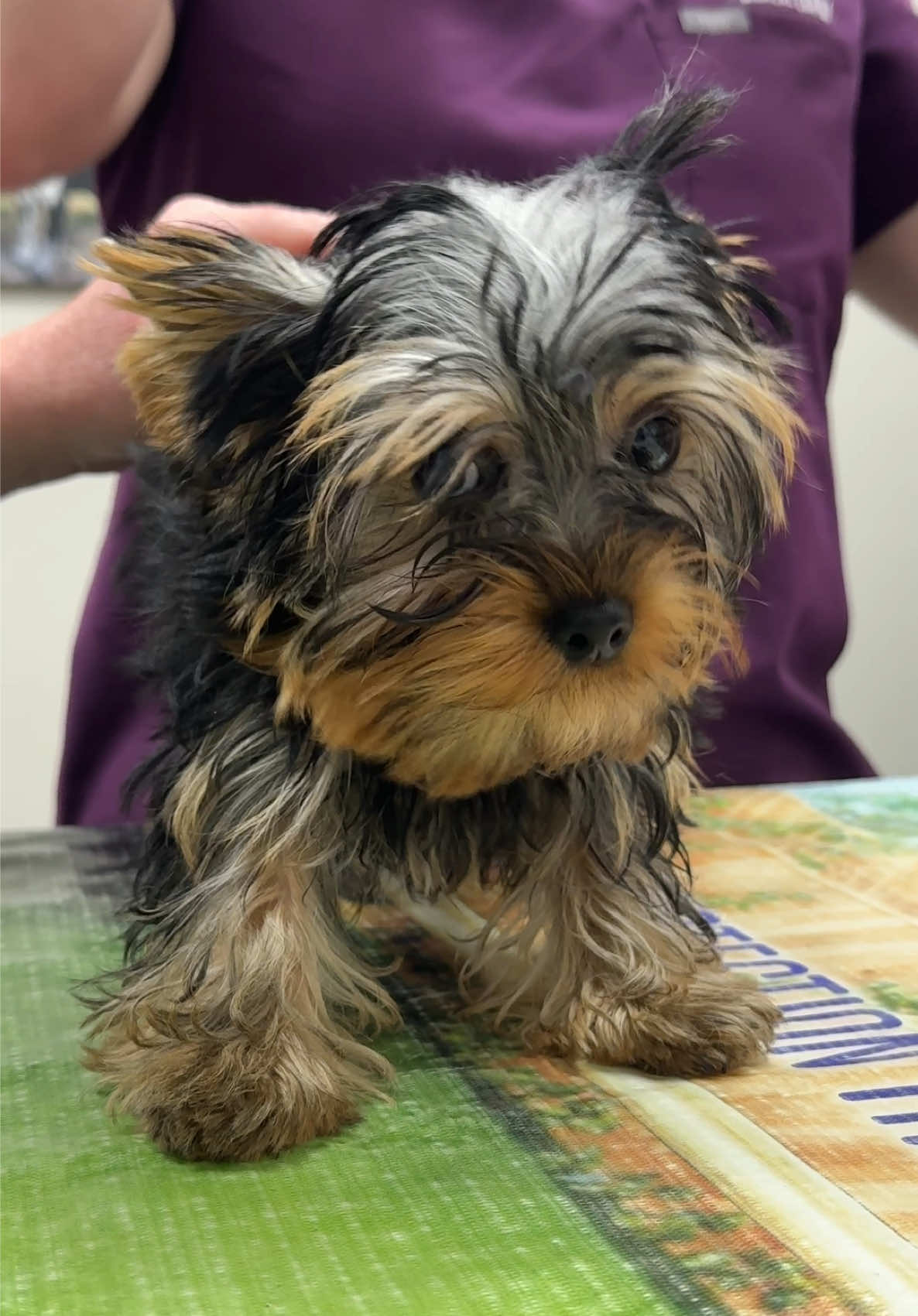 @Snodgrass Vet