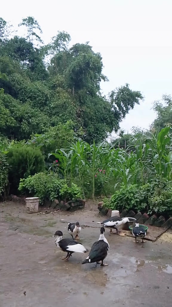 @shivji