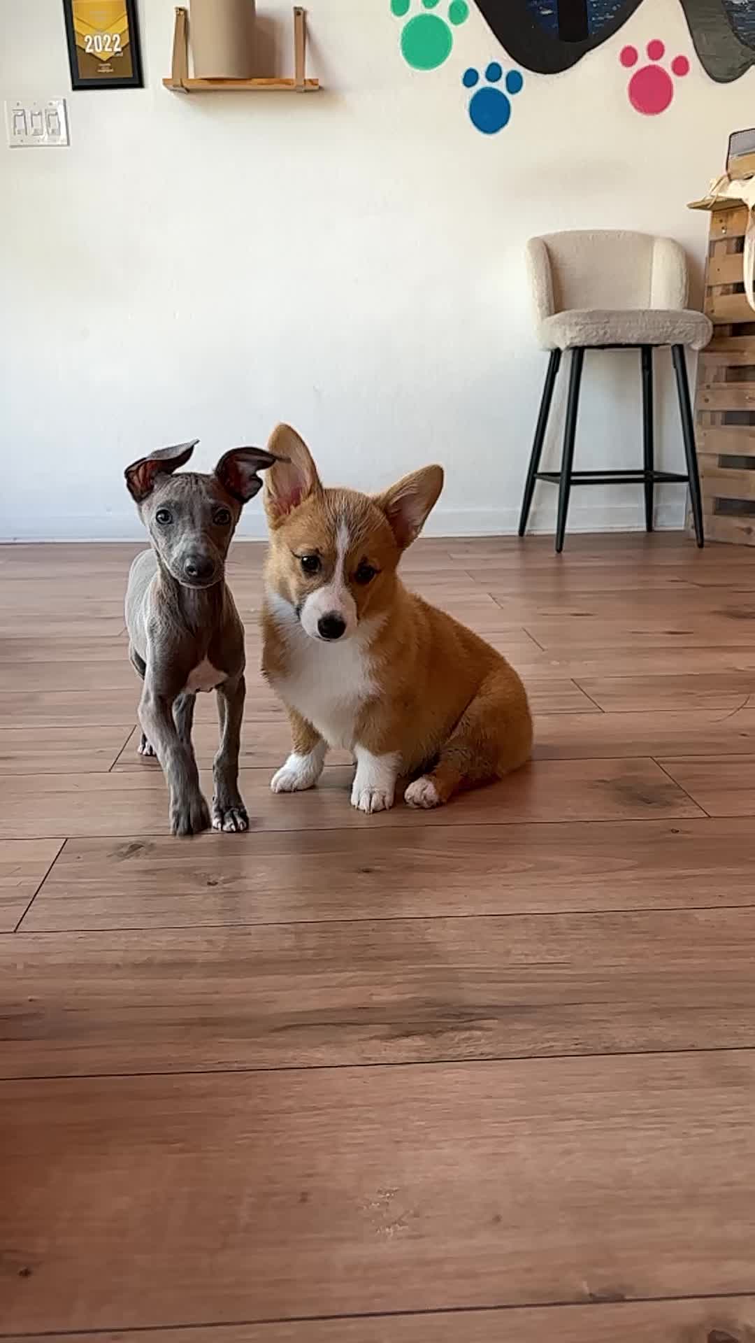 @Puppy City