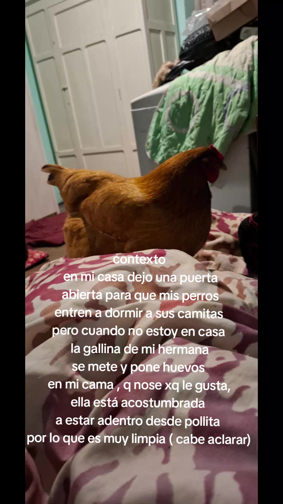 @julieta torillo