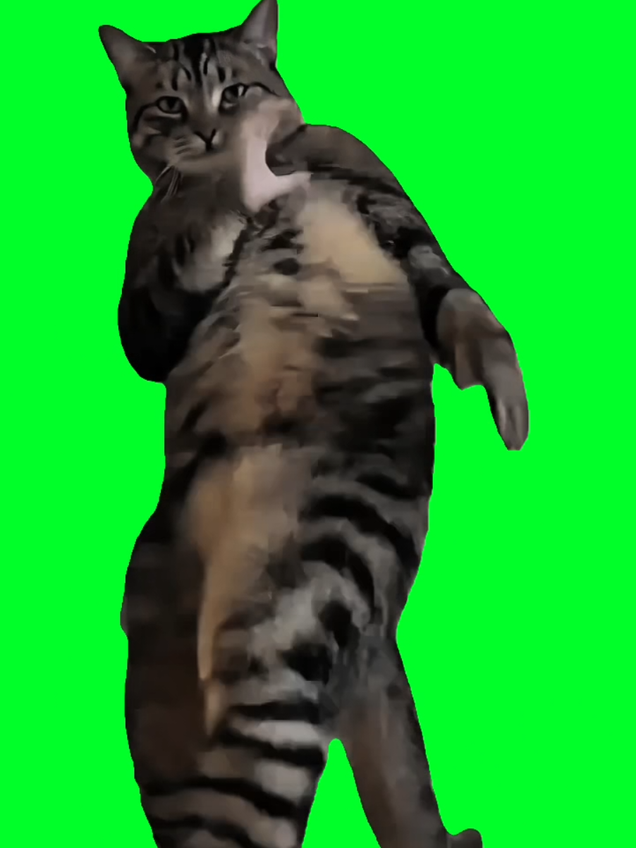 @TikTok Template