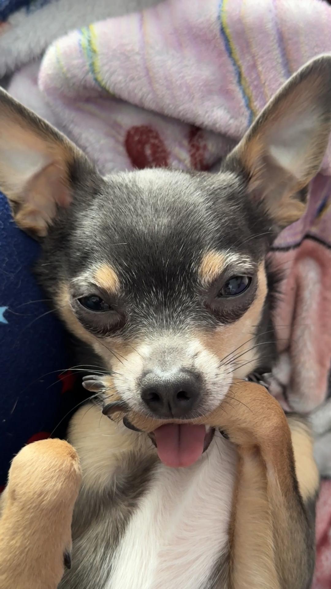 @Dog saver 8