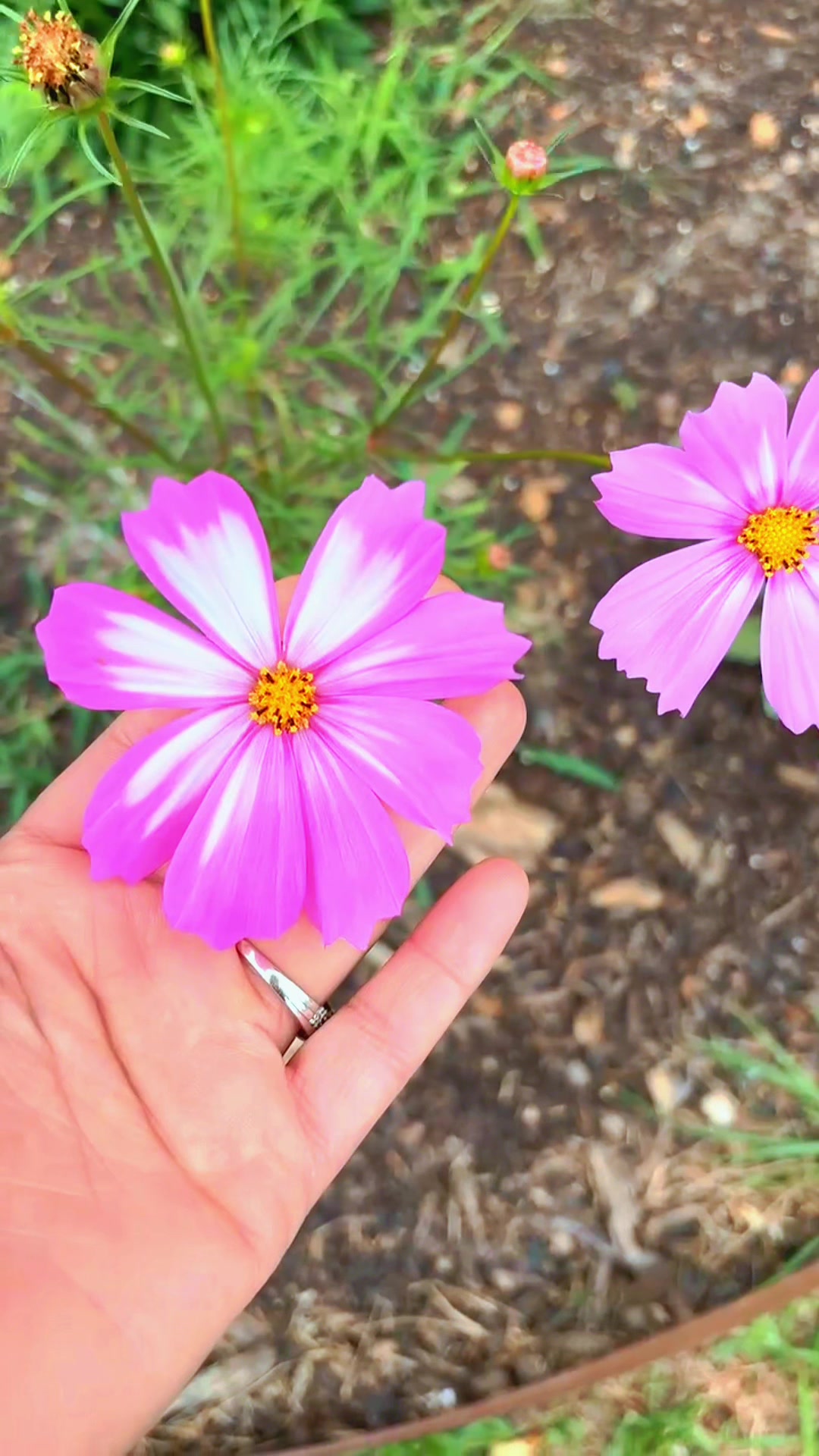 @👩🏻🌾 Hiba’s Garden🪴🌻