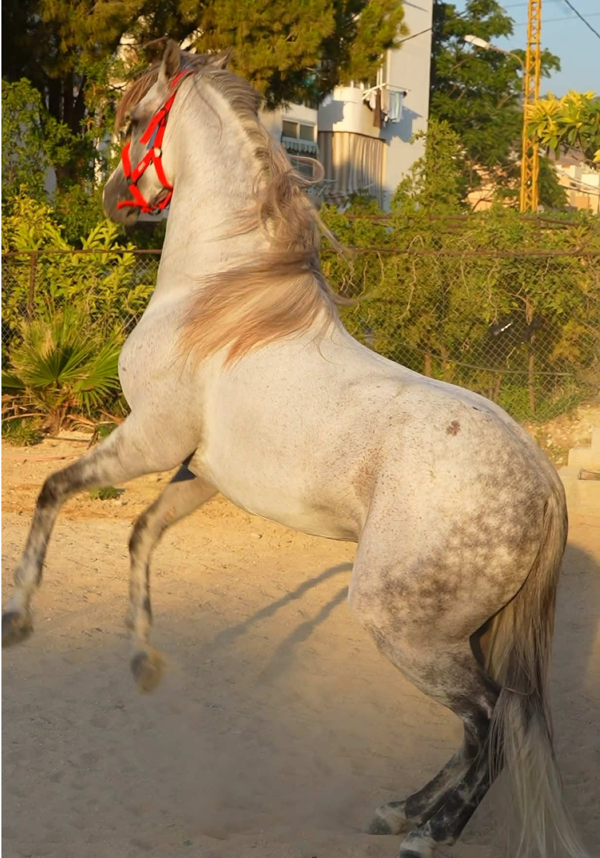 @لــيــن🐎