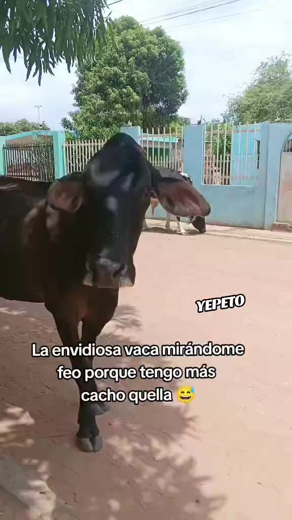 @CHUCKYMALPORTAO