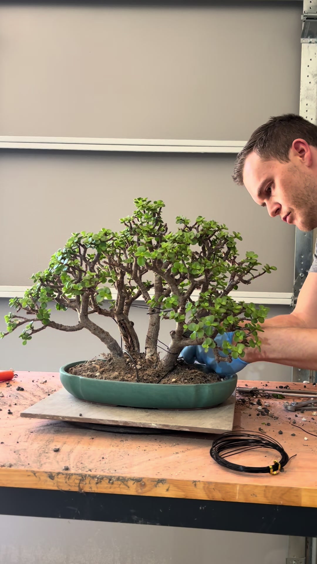 @Jerome_bonsai