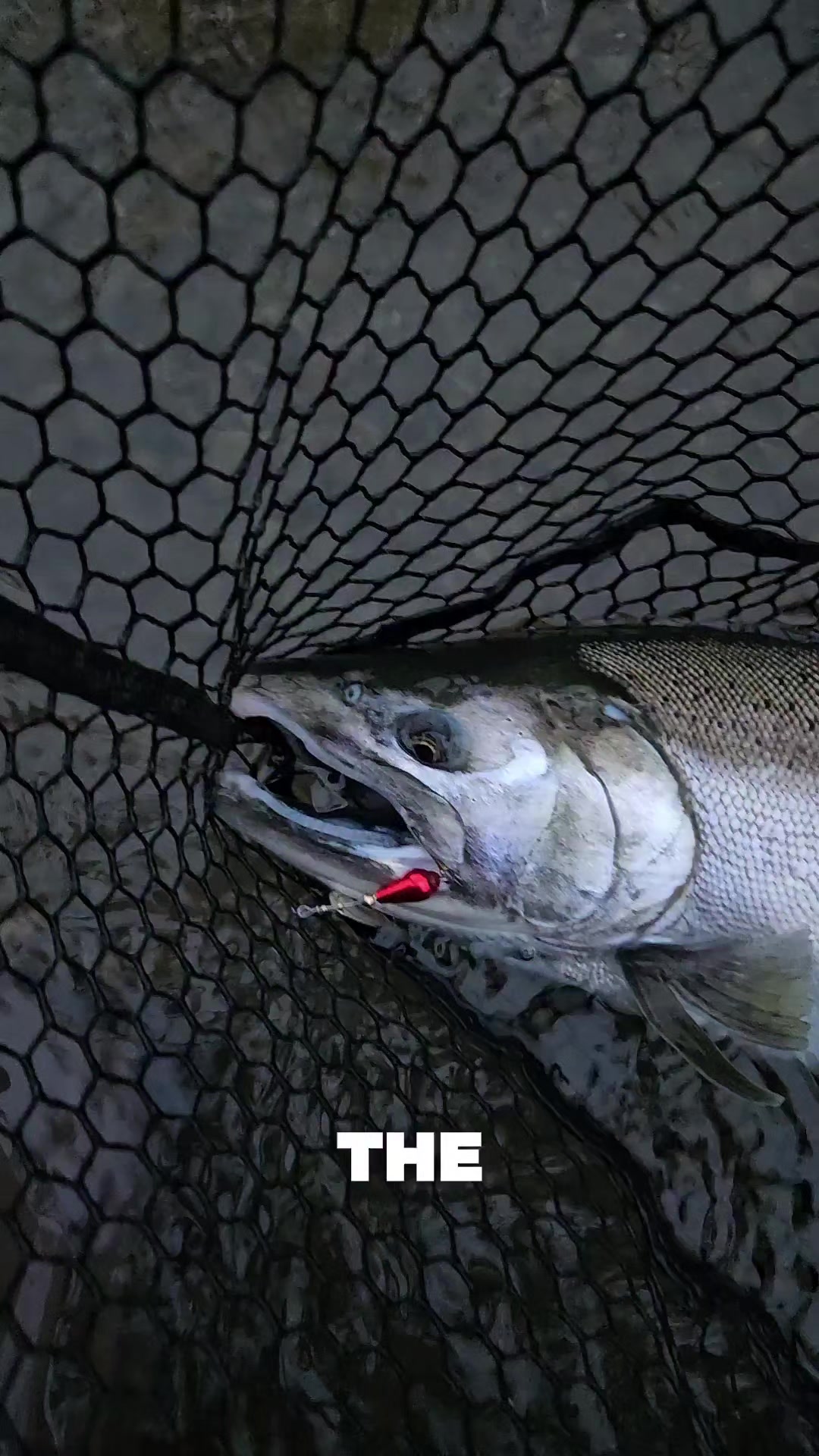@FishingParadise