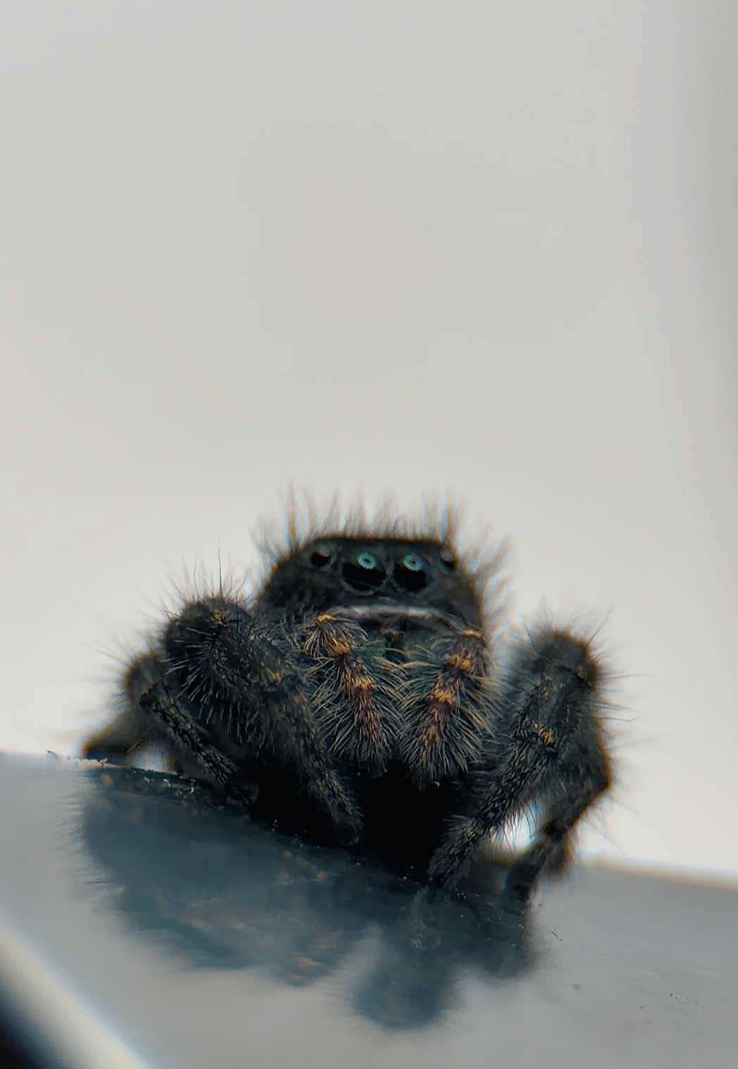 @tydyeexotics