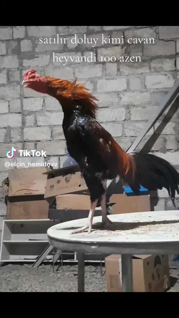 @peşəkarlar 0776006555