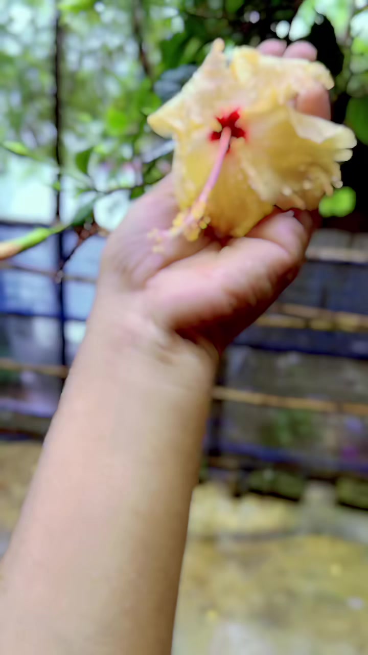 @🌸أروهي إسلام روحي🌸