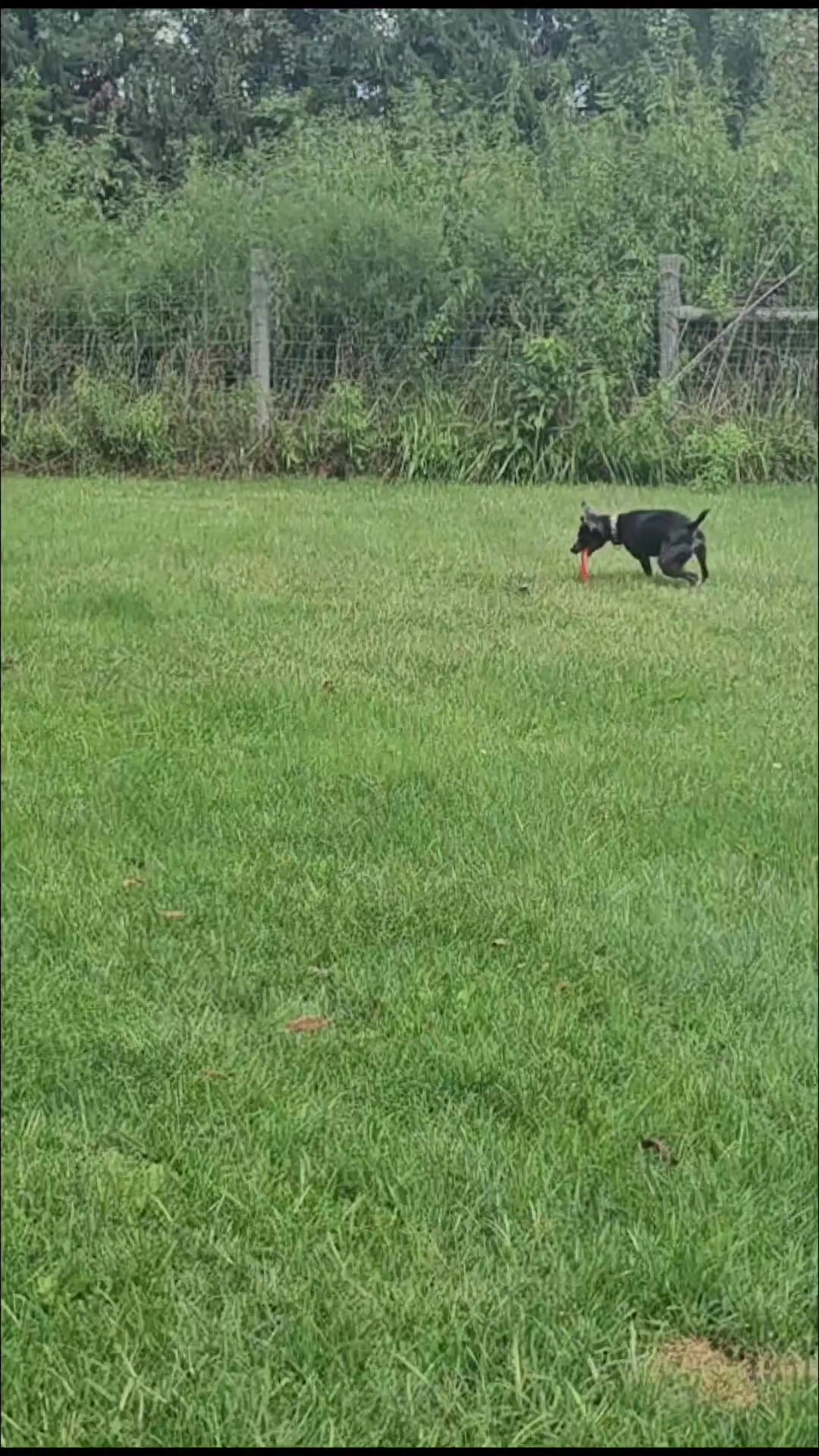 @Zedthebordercollie🇨🇦