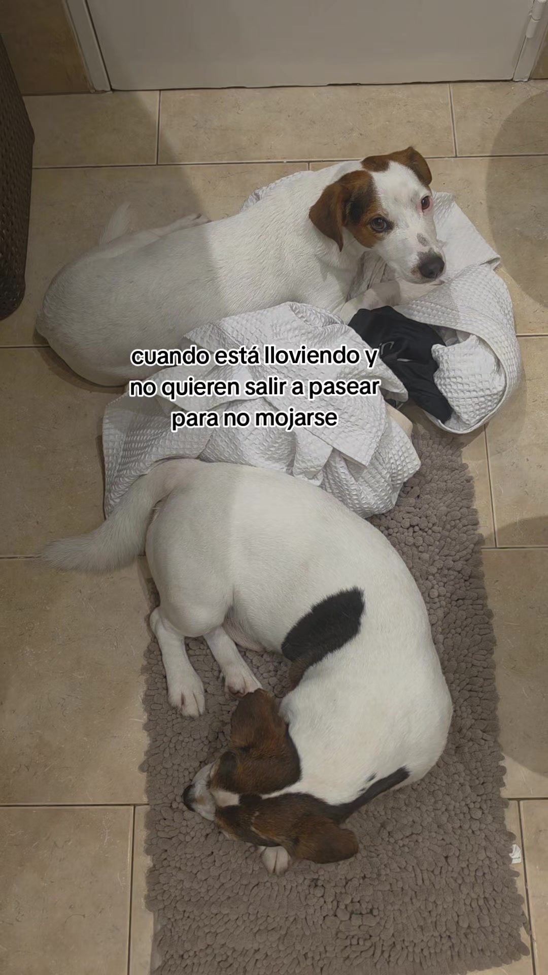 @Somos Teo y Tina