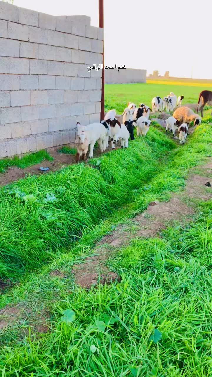 @احمد الوافي