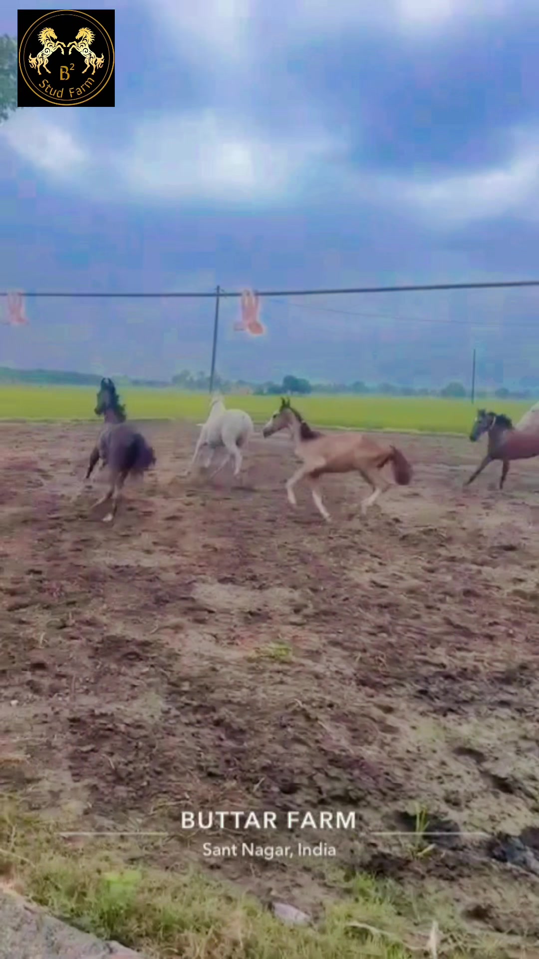 @B&sup2; Stud Farm🇮🇳🐎🇨🇦
