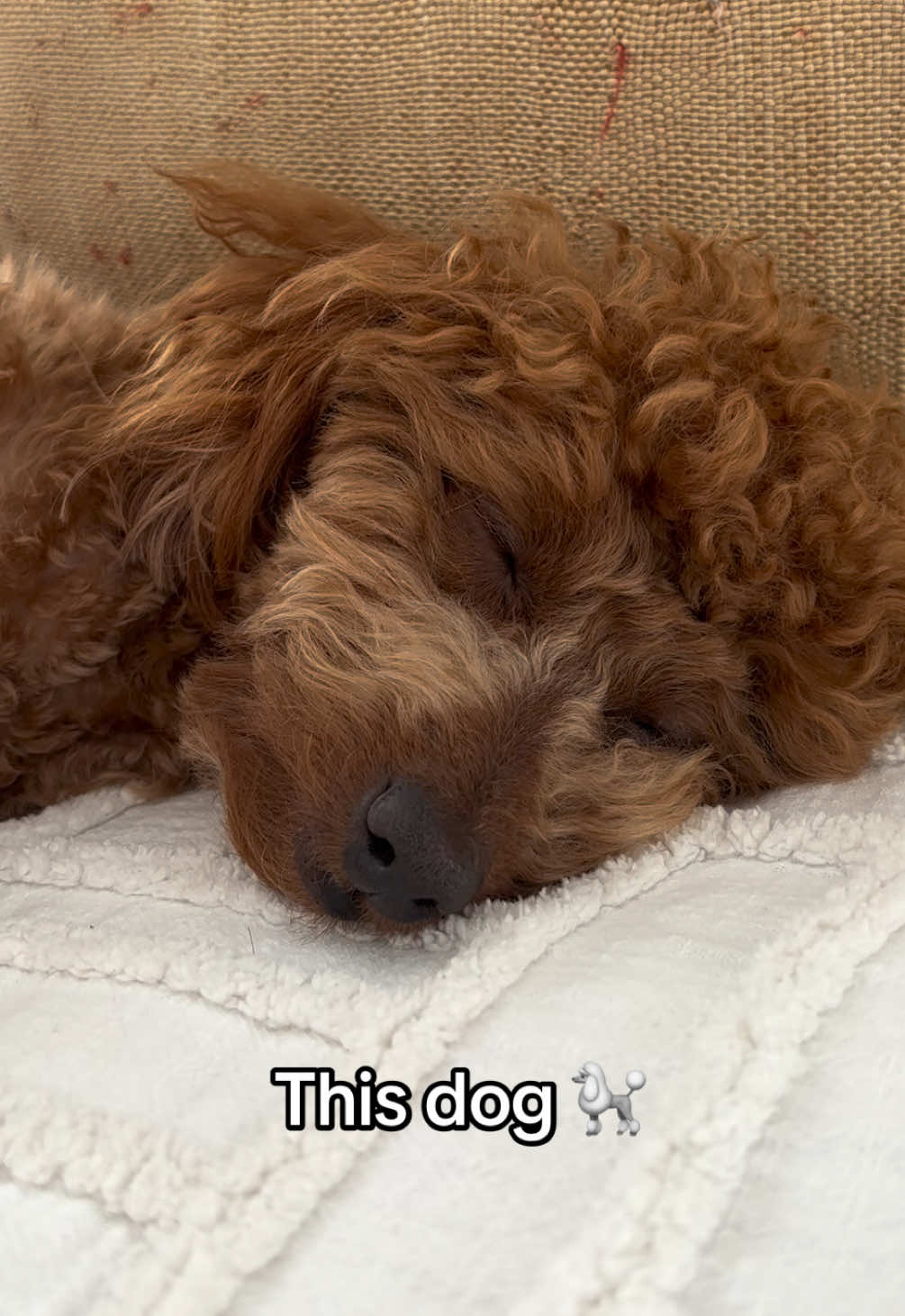 @peppermytoypoodle