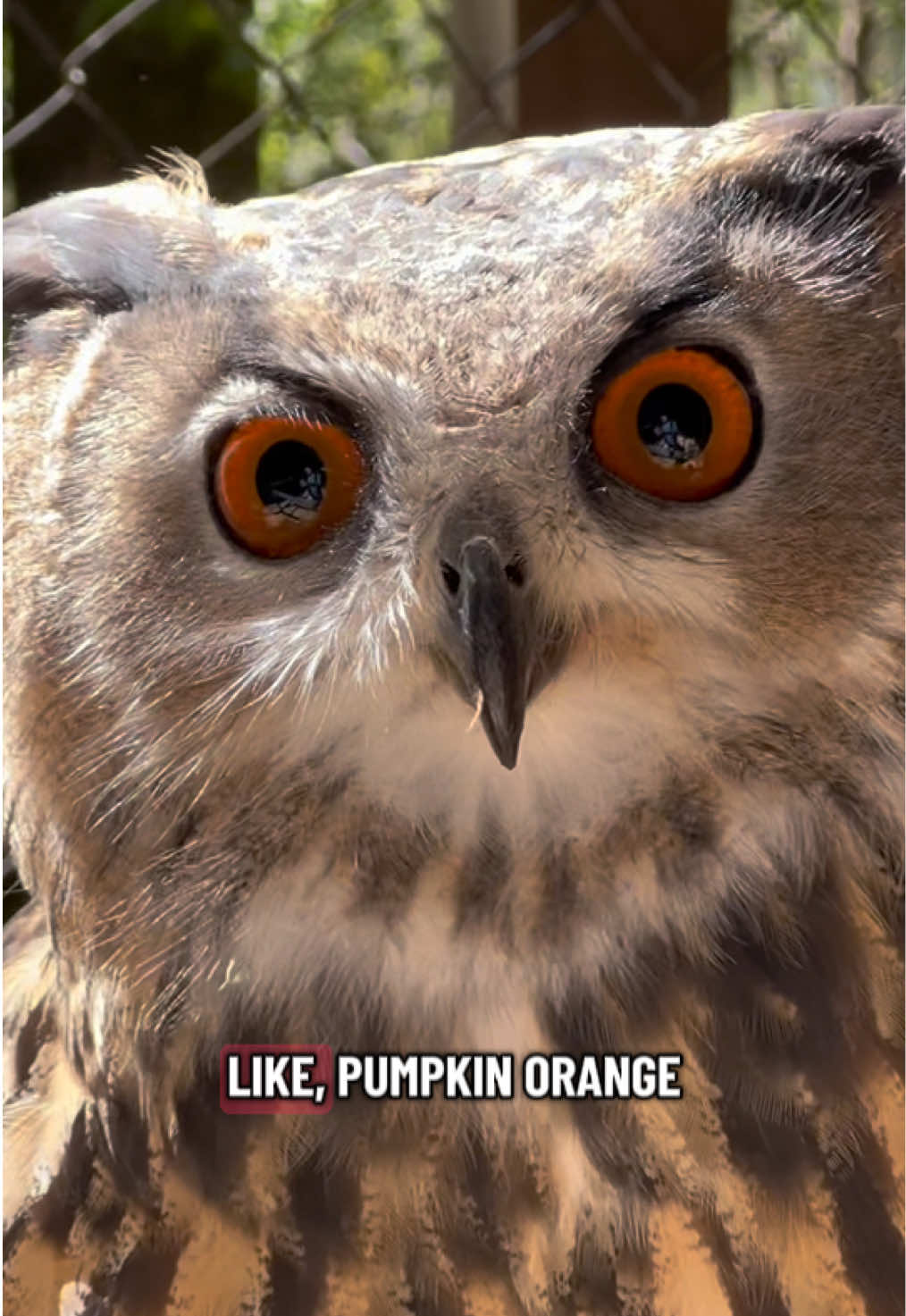 @Carolina Raptor Center