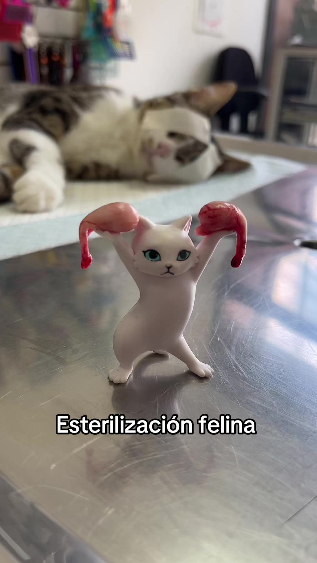 @Cl&iacute;nica Vet Animal Urban