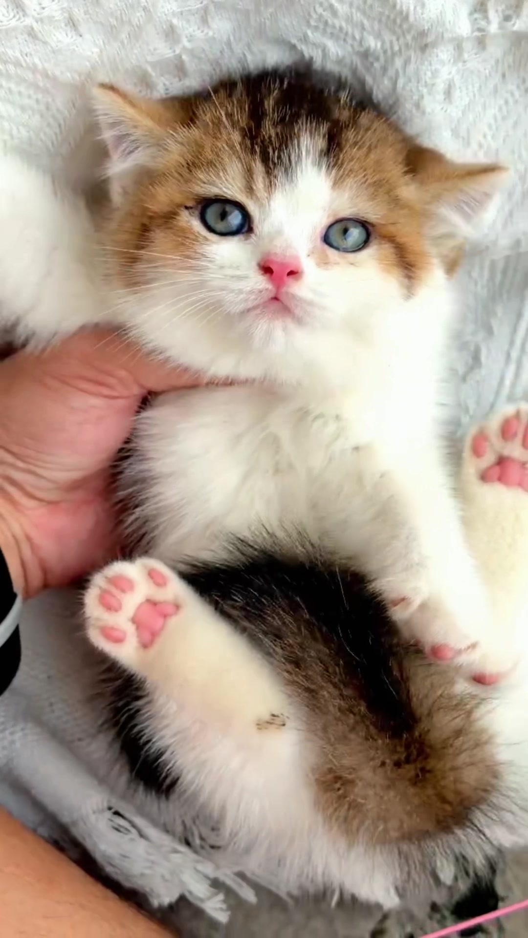 @fuyncats
