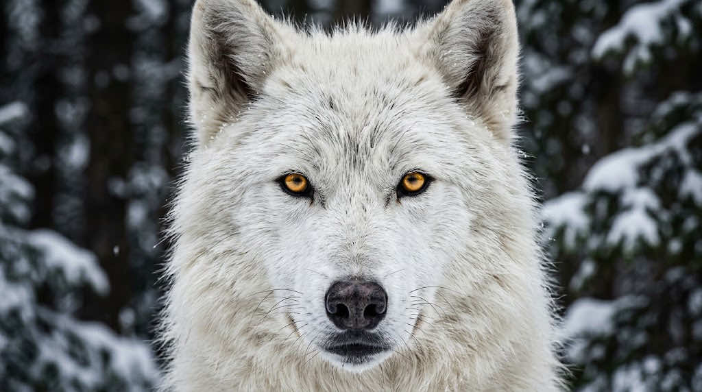 @⚡️🐺Euwolfgomes