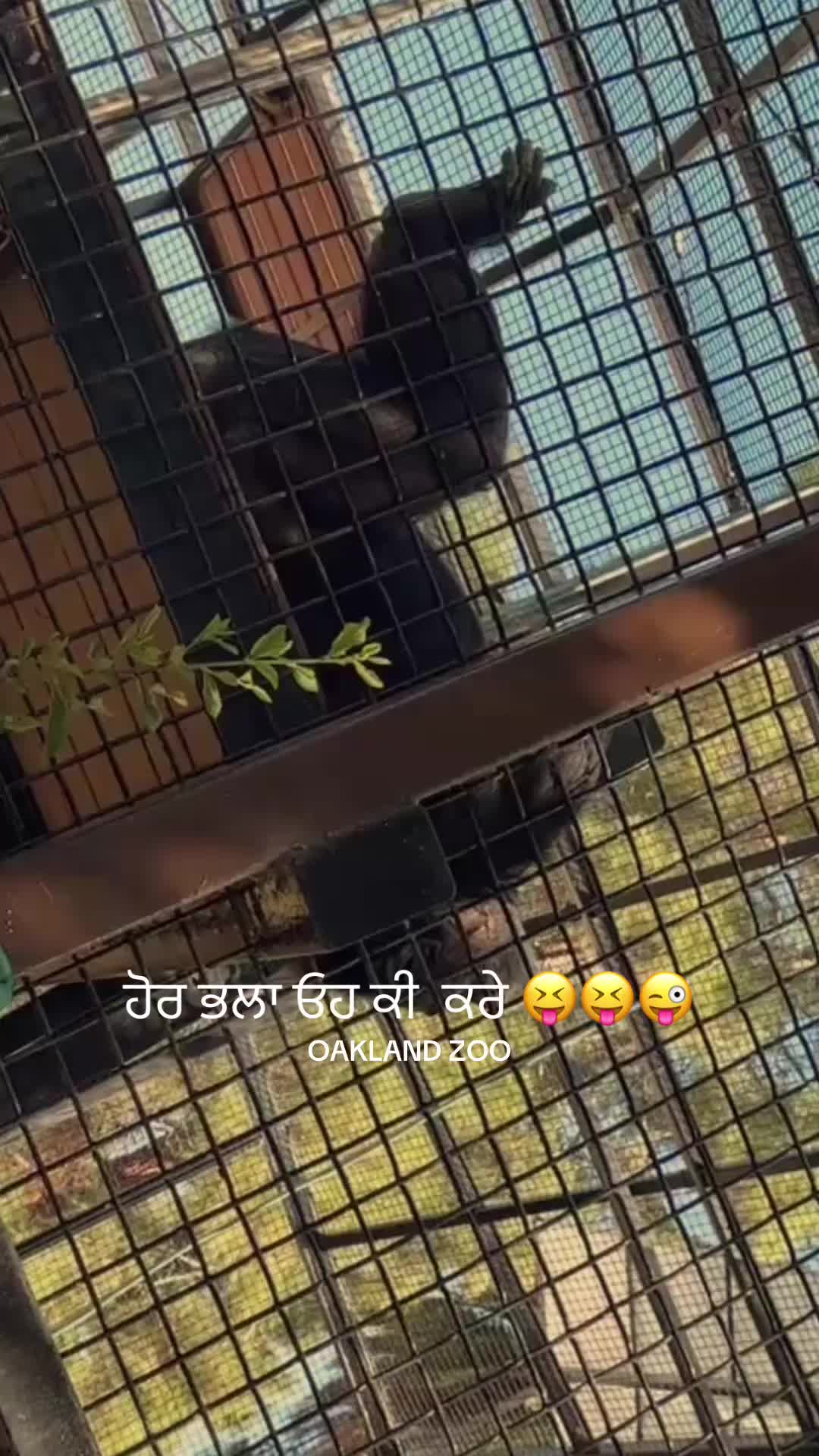 @jaysinghpanesar