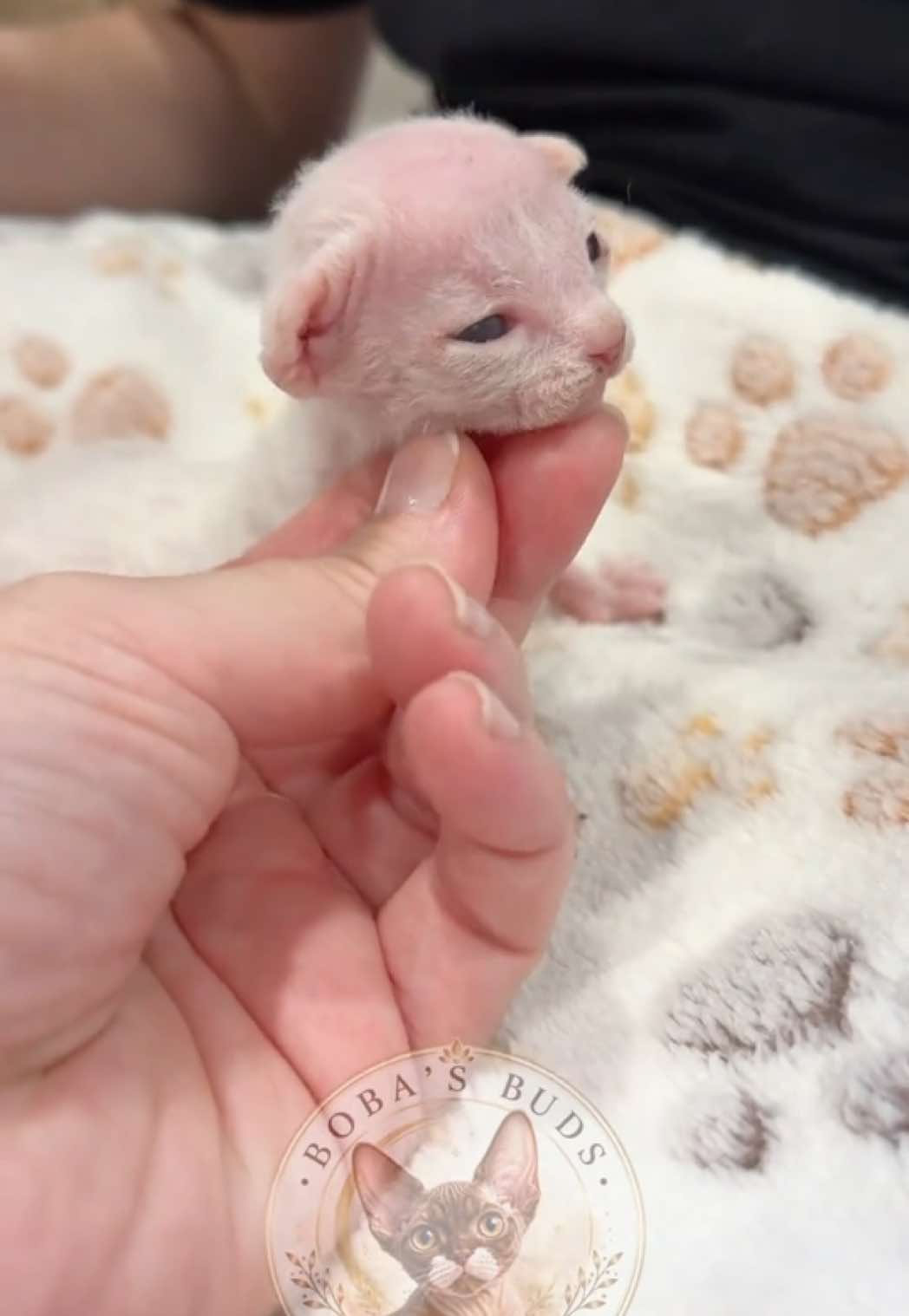 @Boba’s Buds Minskin Cats