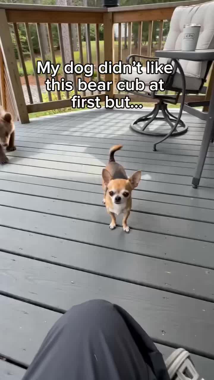 @StoriezTold 🐶
