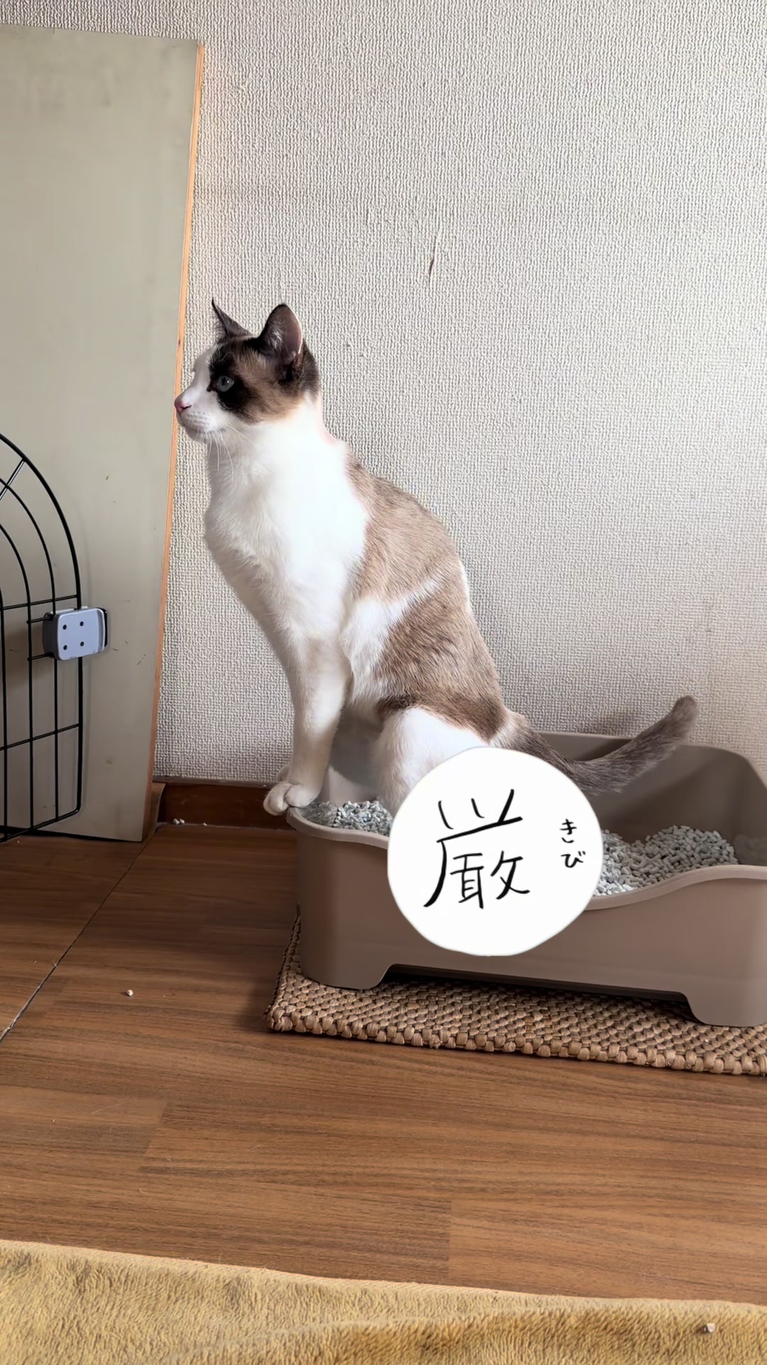 @山口あや