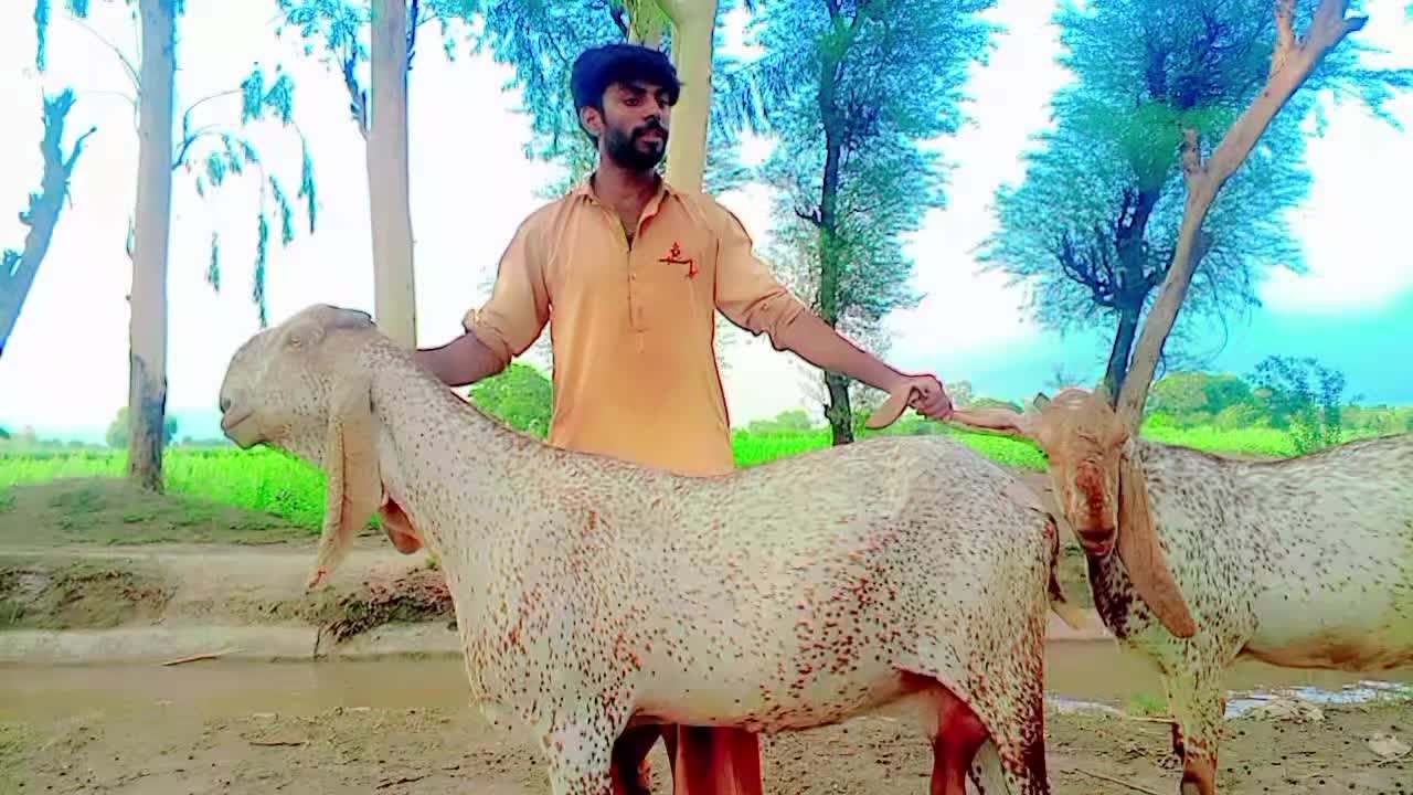 @Malik Rashid