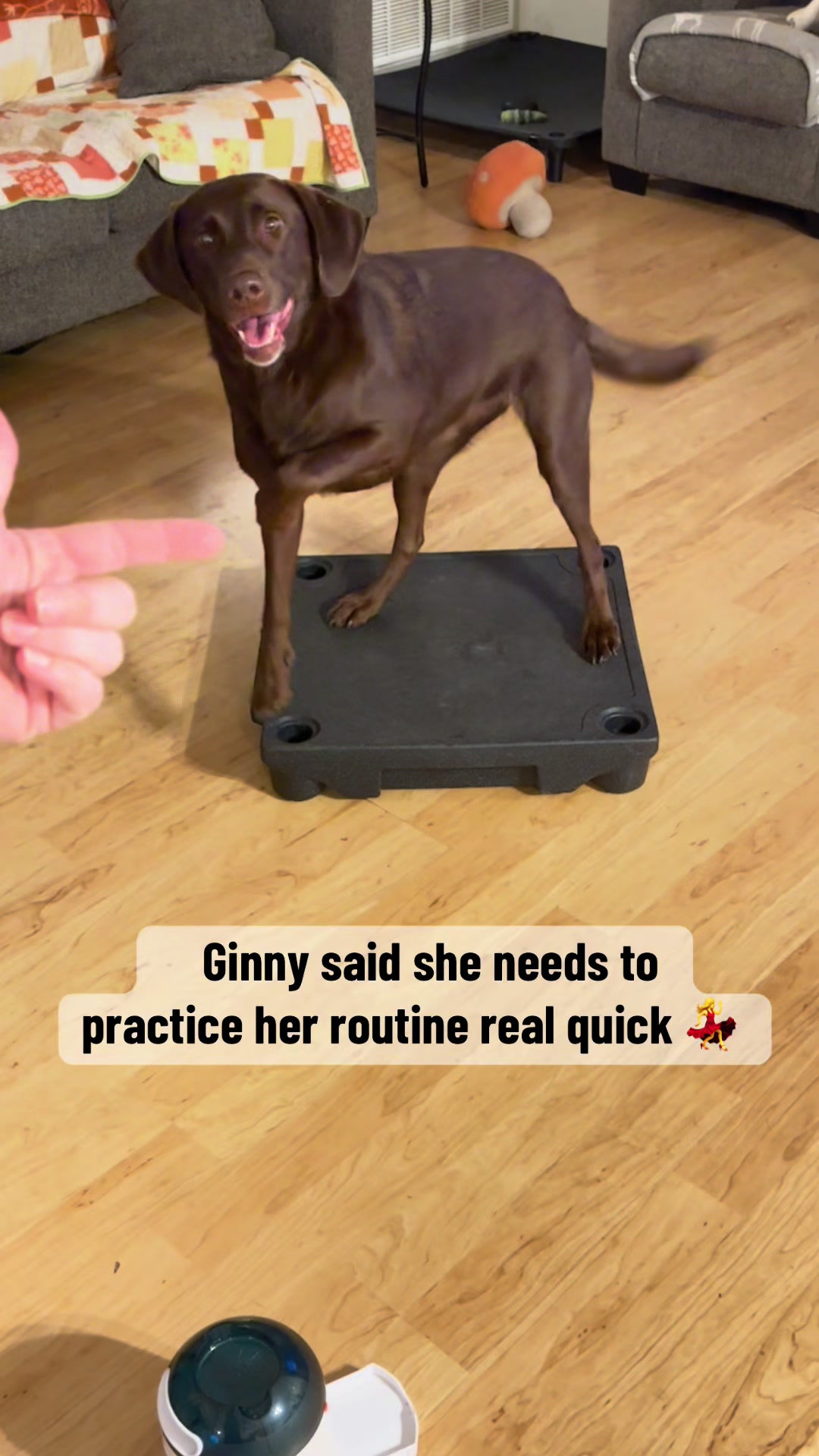 @AmandaT_CoolDog_Trainer 🫵🐶🆒