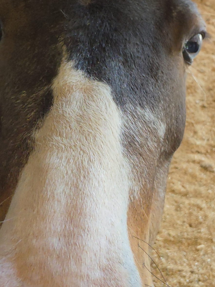 @Grit&Grace:Farmyard.diaries