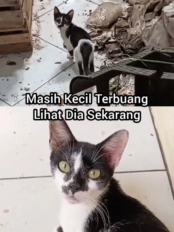 @Kucing Rumah Ronal