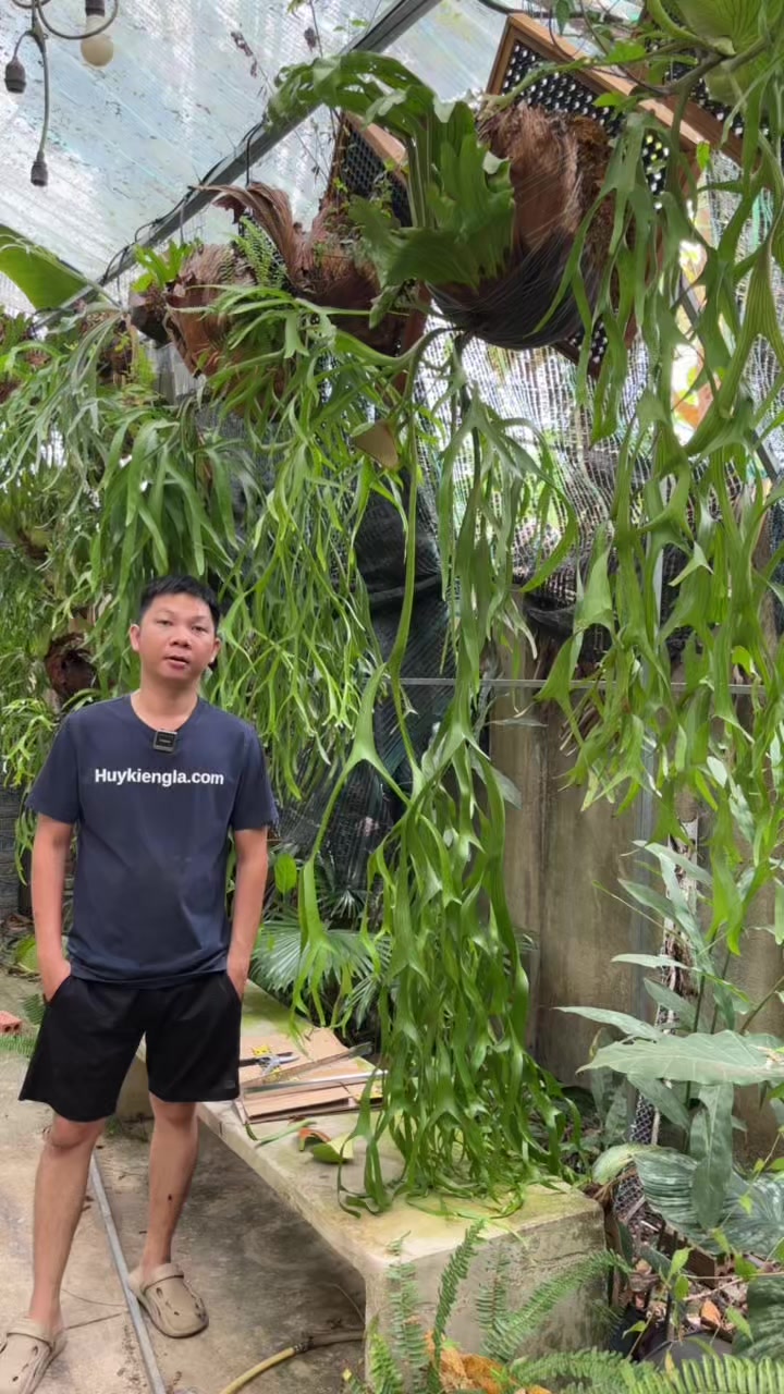 @Huy Kiểng L&aacute;