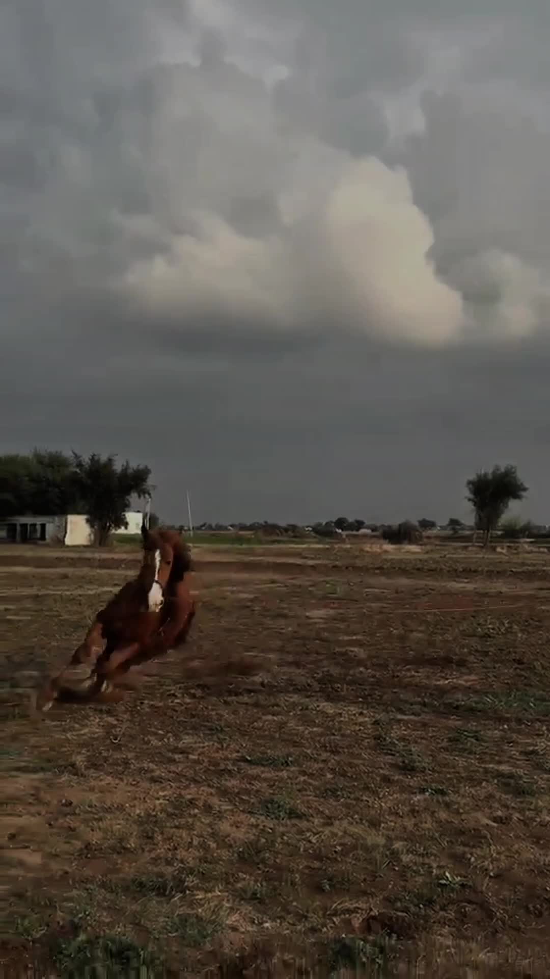 @مرکزی ذوالجناح تلہ گنگ