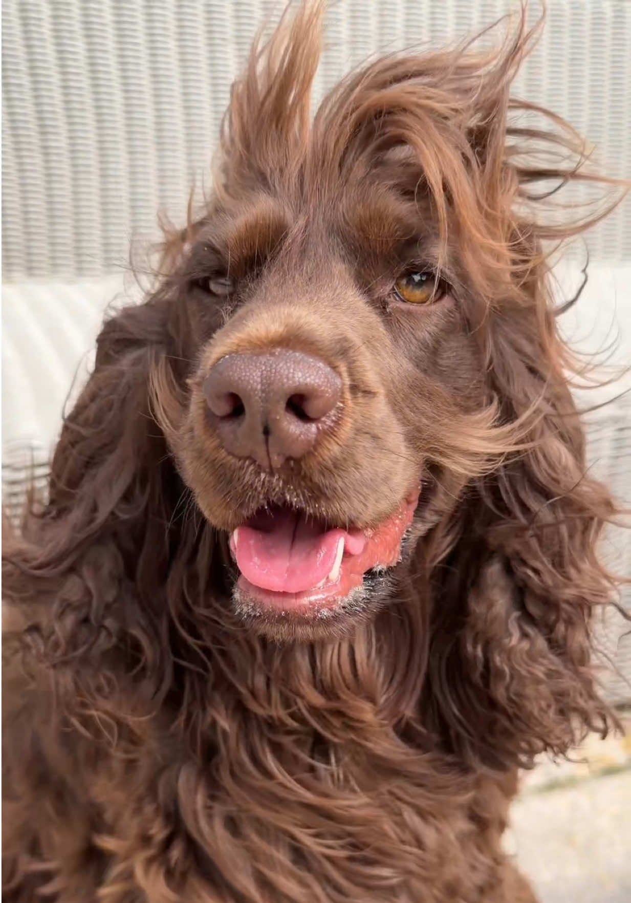 @Yoshi_der_Schokococker