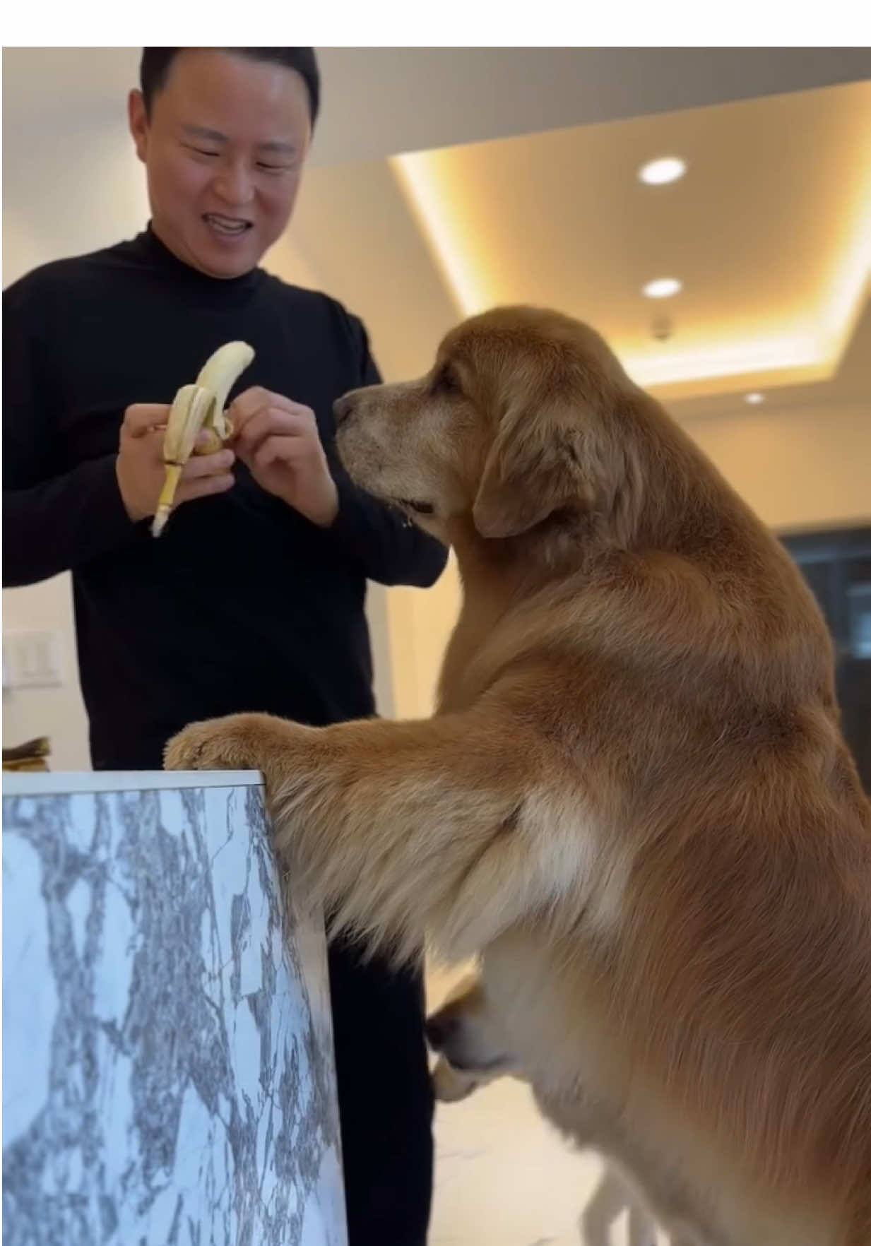 @kolom_golden_retrievers
