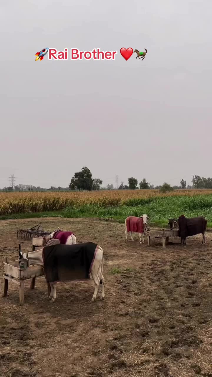 @👉 😎ਲੰਬੜ ਹੁਣੀ🇮🇹🇪🇺🦅