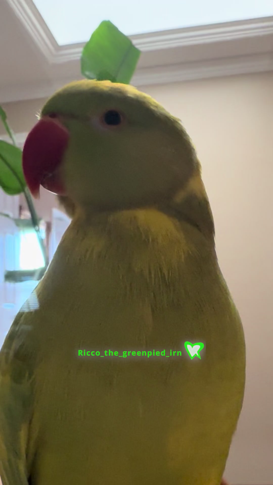 @Ricco